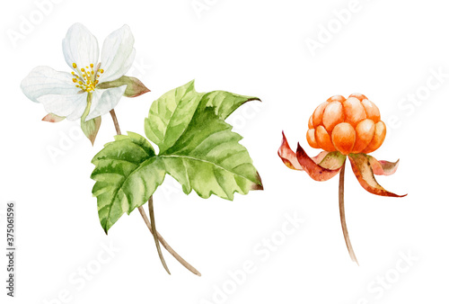 Watercolor illustration. Painted cloudberry berries and a twig with flowers and a leaf on a white background. photo