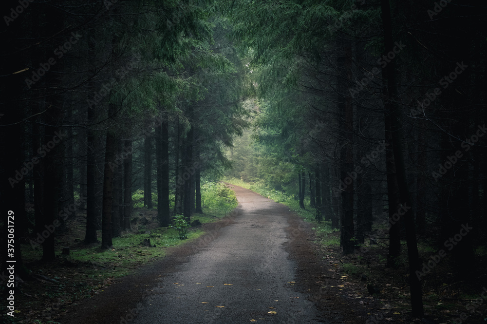 Foggy path in spruce tree forest in early autumn 