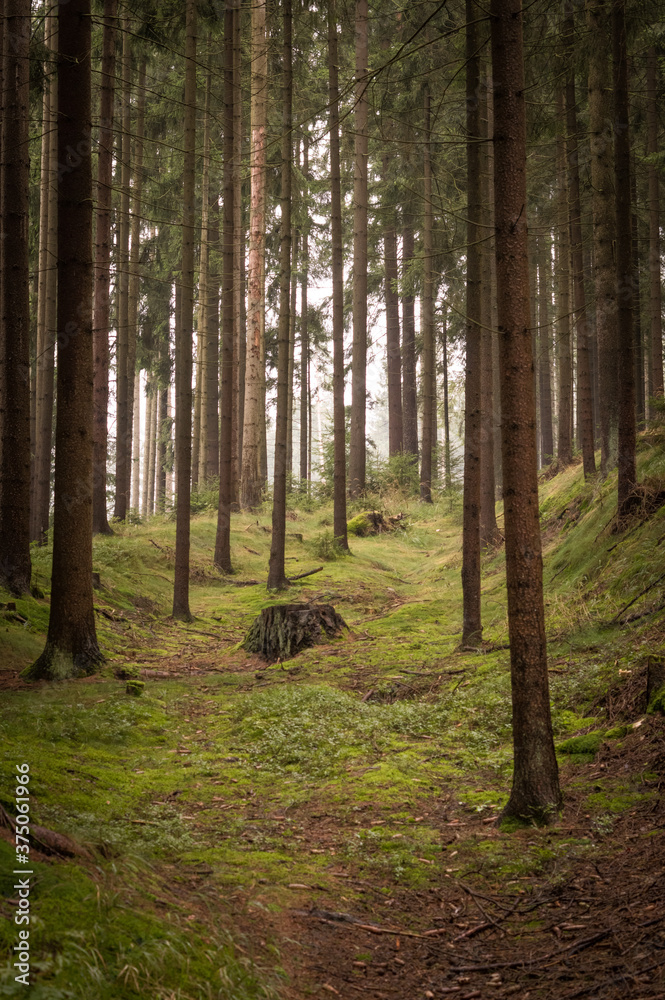 Obraz premium Foggy spruce tree forest in early autumn 
