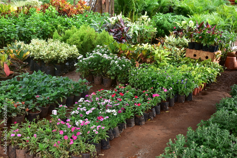 Plants and flowers nursery