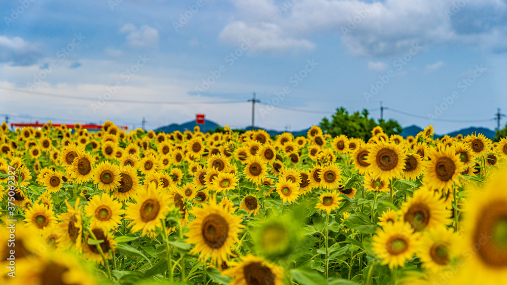 Obraz premium 兵庫県 小野市 ひまわりの丘公園