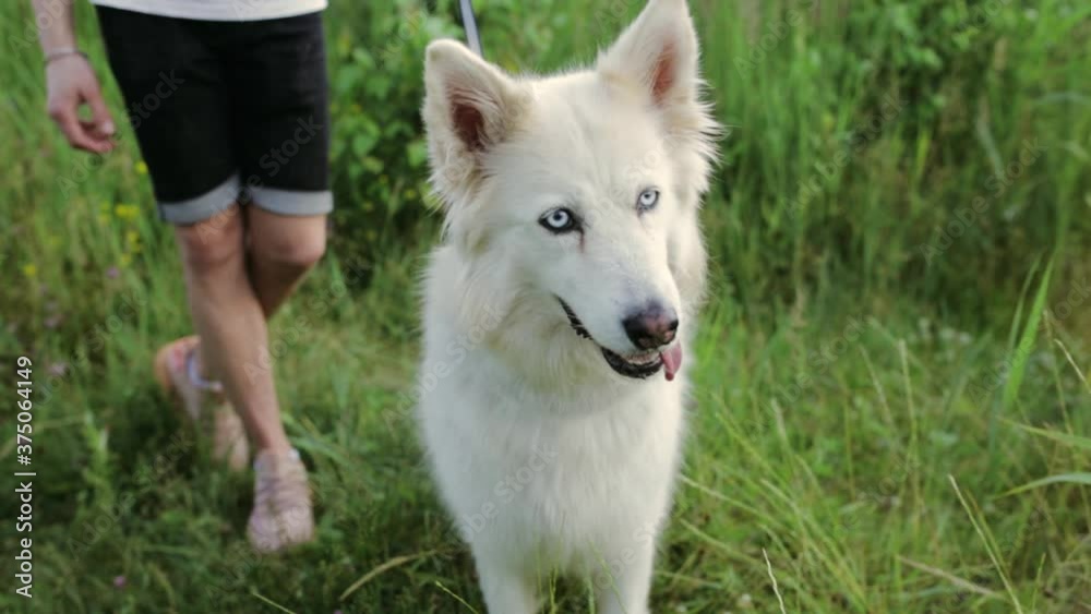 Unrecognizable male owner standing in park with funny Husky dog making faces with tongue out Unrecognizable male owner standing in park with funny Husky dog making faces with tongue out
