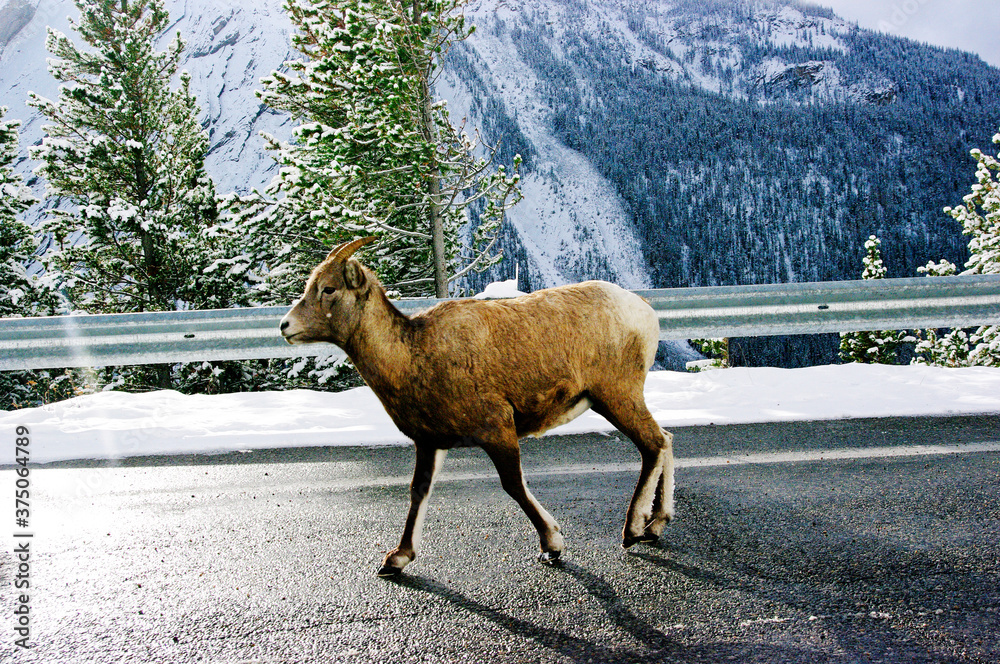 Naklejka premium 야크