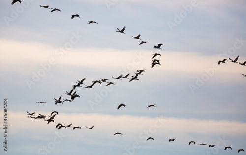 Flock of cranes flying against cloudy sky, spring migration © JackF