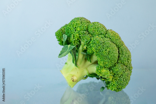 Broccoli plant isolated on light blue background