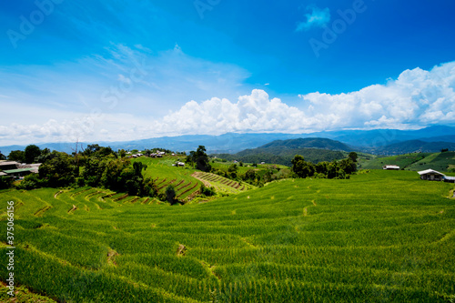 Rice planting on the mountain, Rice terraces at Ban Pa Pong Piengin Thailand 