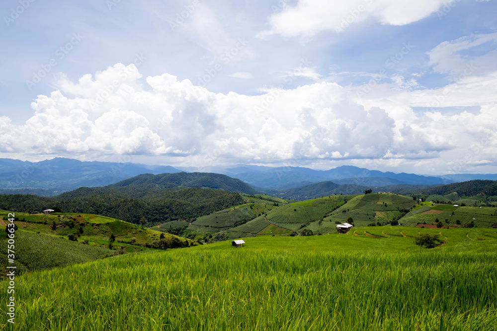 Rice planting on the mountain, Rice terraces at Ban Pa Pong Piengin Thailand 