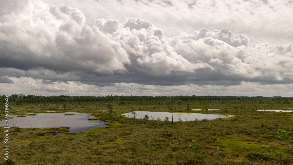 stunning bog views. beautiful clouds. View of the beautiful nature in the swamp - pond, pines, moss. Sunny day. a typical West-Estonian bog. Nigula Nature Reserve
