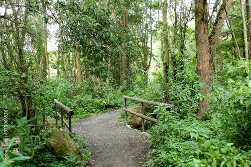 Eine Br  cke im Wald   ber einen Bach im Sommer