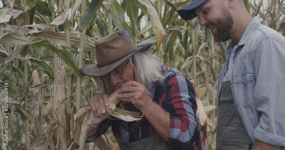 Cheerful farmer demonstrating ripe corn to grandson