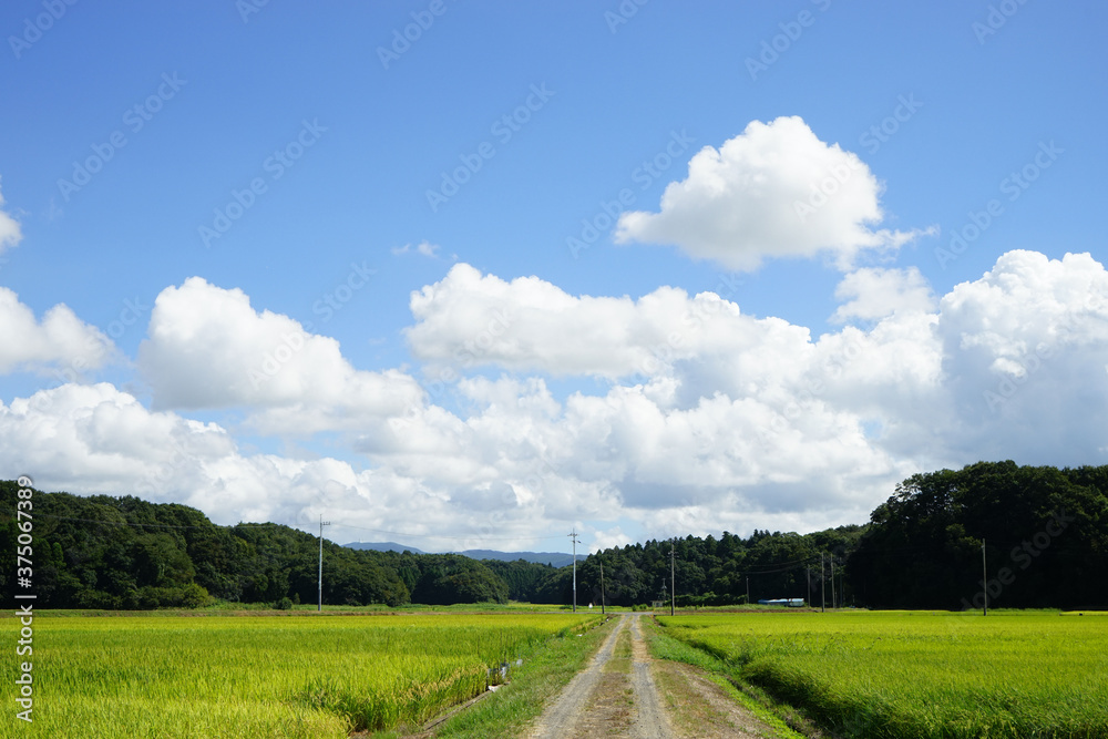 Obraz premium 青空と白い雲と稲穂