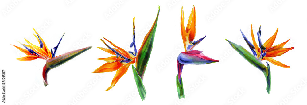 Set of tropical plant flowers a strelitzia on white background. Botanical watercolor illustration. horizontal border of exotic strelitzia flowers, bird of paradise.Isolated elements for design. Set of tropical plant flowers a strelitzia on white background. Botanical watercolor illustration. horizontal border of exotic strelitzia flowers, bird of paradise.Isolated elements for design.