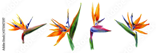 Set of tropical plant flowers a strelitzia on white background. Botanical watercolor illustration. horizontal border of exotic strelitzia flowers, bird of paradise.Isolated elements for design.