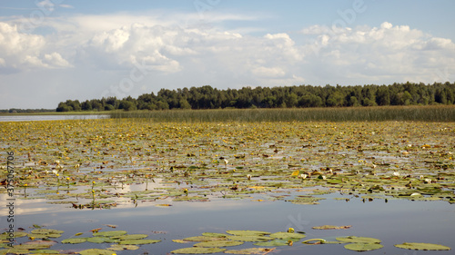 a meadow of yellow and white water lilies covers the surface of the lake