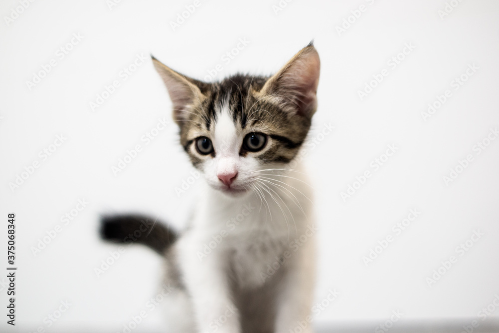 Kitty on a white background