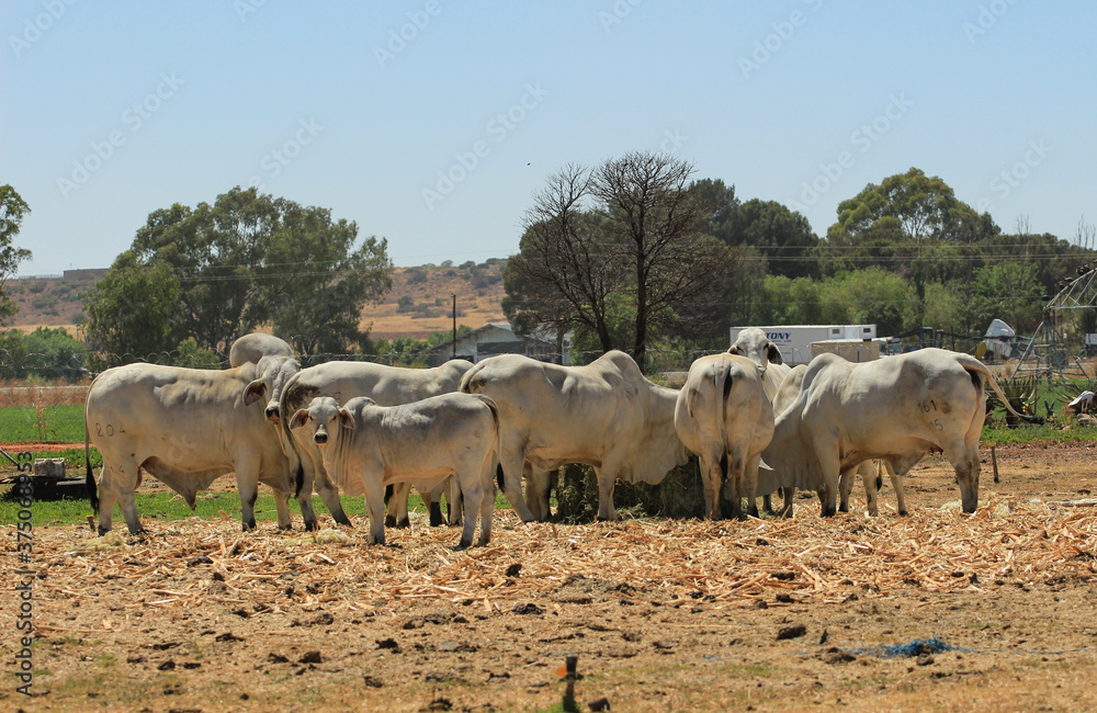 Herd of Brahman cows in a feeding station Herd of Brahman cows in a feeding station