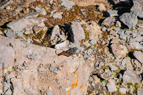 stone wall background and little bird