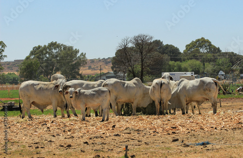 Herd of Brahman cows in a feeding station