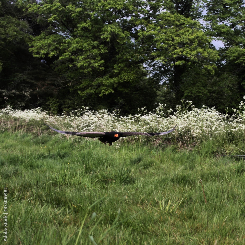 Naklejka premium A view of a Bateleur Eagle in flight