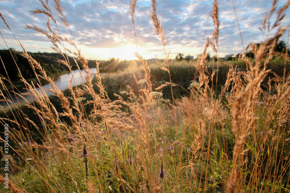 Obraz premium Evening on the river, sunset light on ears of grass.