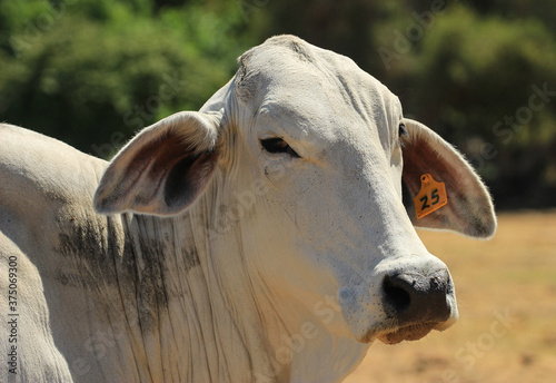 Portrait of a young cow of Brahman breed photo