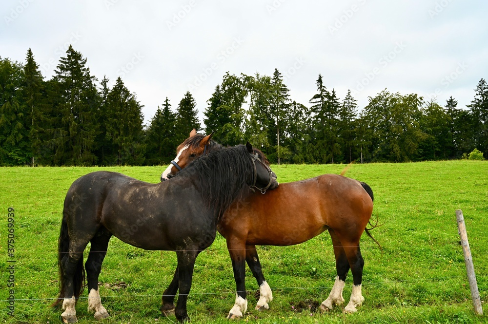 Two loving horses hugging. Valentine day. Two loving horses hugging. Valentine day.