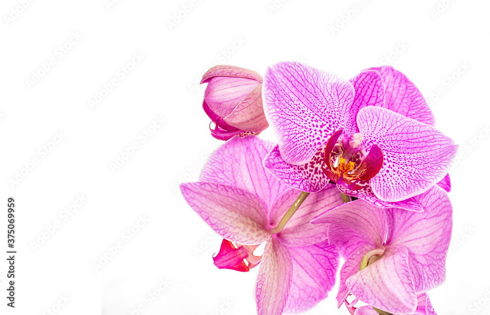 Fototapeta premium Branch of beautiful orchid flowers phalaenopsis on white background