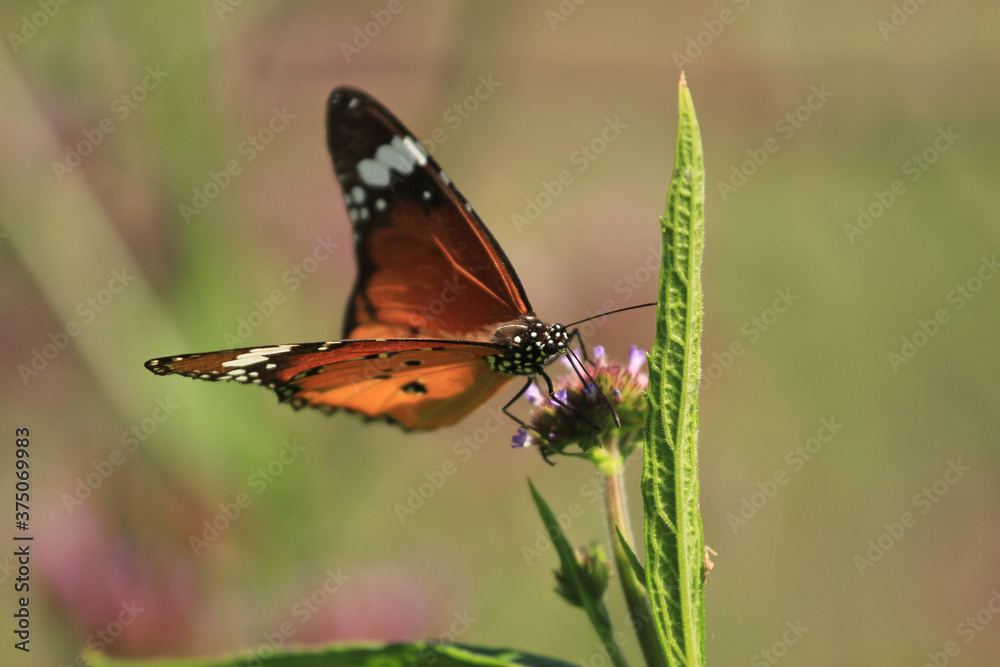 Danaus chrysippus, also known as the plain tiger, African queen, or African Monarch, is a medium-sized butterfly widespread in Asia, Australia and Africa. Danaus chrysippus, also known as the plain tiger, African queen, or African Monarch, is a medium-sized butterfly widespread in Asia, Australia and Africa.