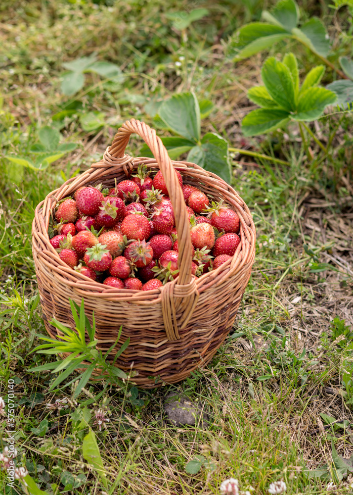 landscape with juicy strawberries in a wicker basket, green grass background, summer