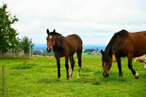  Horse with foal on a meadow. in bavarian alps.  © Irina