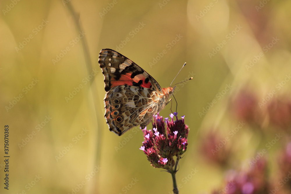 Εκτύπωση καμβά Vanessa cardui is a well-known colourful butterfly, known as the painted lady