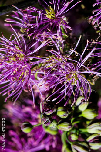 Artistic macro closeup inflorescence of Thalictrum aquilegiifolium also known as Siberian columbine meadow-rue.
