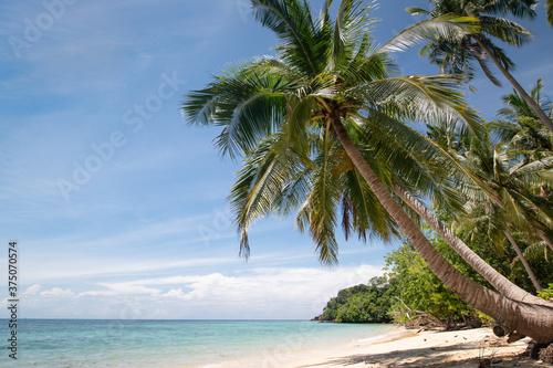 Summer time on beach. Green coconut tree on a white sand beach at sea Kata beach  Phuket  Thailand.