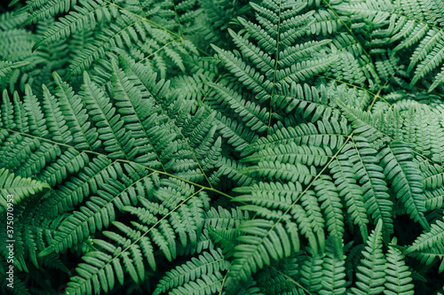Green fern leaves in the forest textured natural background