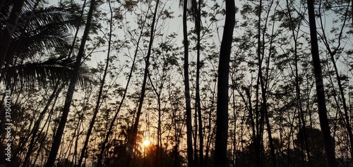  view of the sun rising behind the trees