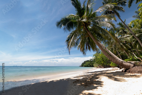 Fototapeta Naklejka Na Ścianę i Meble -  Summer time on beach. Green coconut tree on a white sand beach at sea Kata beach, Phuket, Thailand.