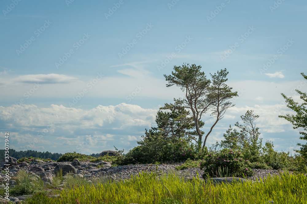 Obraz premium Wild rocky coastline of the Baltic sea with lonely pine in summer. The Gulf of Finland, Estonia.