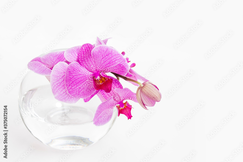 Orchid phalaenopsis in glass vase isolated on white background Orchid phalaenopsis in glass vase isolated on white background