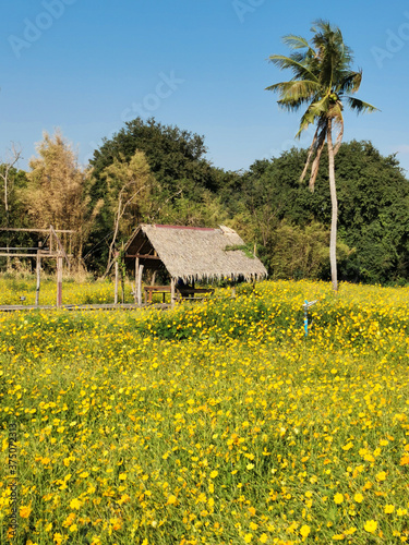 beautiful scenes of flower garden