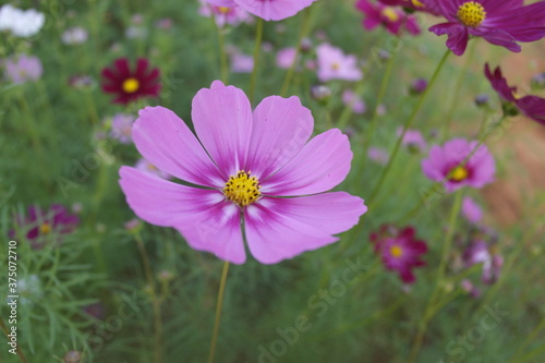 pink cosmos flower