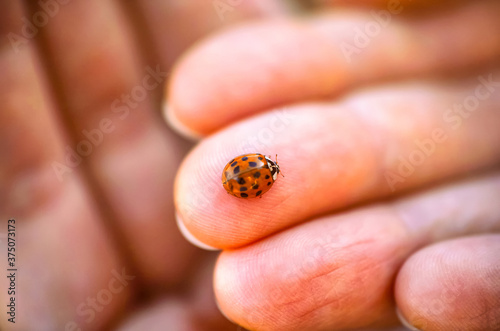 Ladybug on woman fingers
