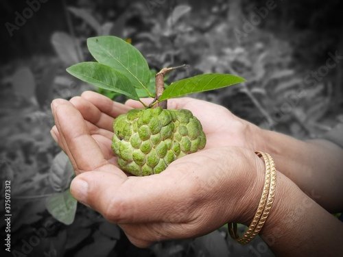 hand holding green sugar fruit