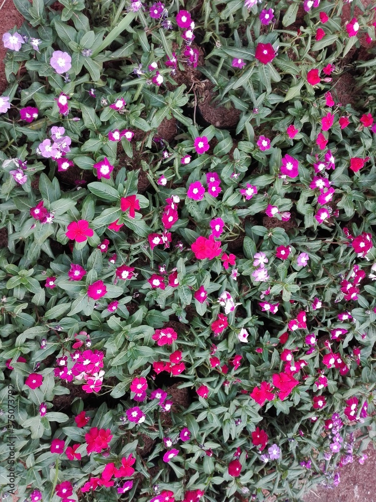 pink flower bed pink flower bed