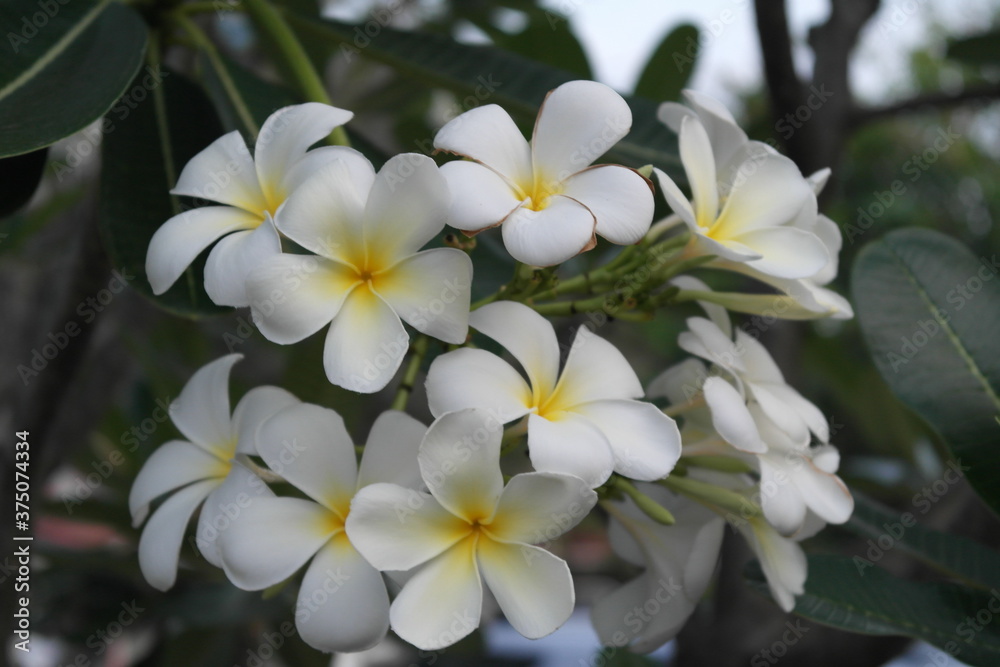 white frangipani flowers white frangipani flowers