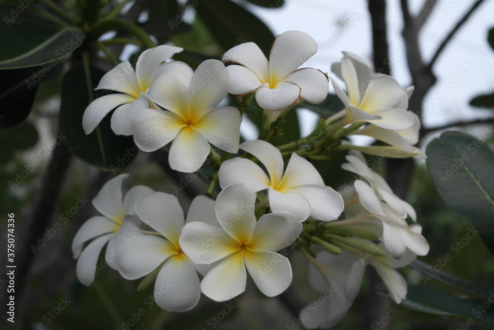 Obraz premium white frangipani flowers