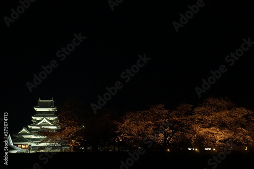 SAKURA  Cherry Blossoms at night time in Matsumoto castle  Nagano  Japan.