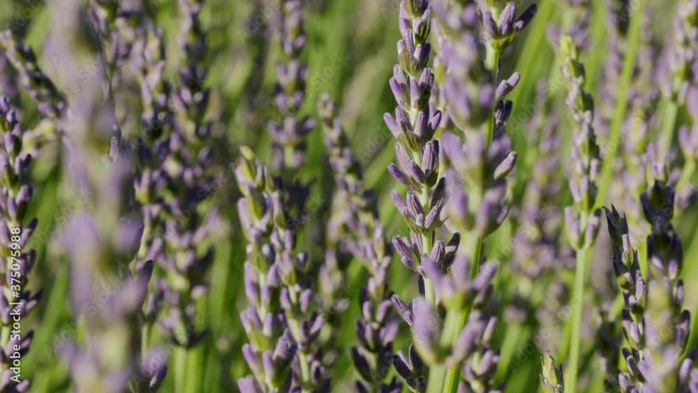 Sunset sky over lavender bushes, Closeup of flower field background Sunset sky over lavender bushes, Closeup of flower field background