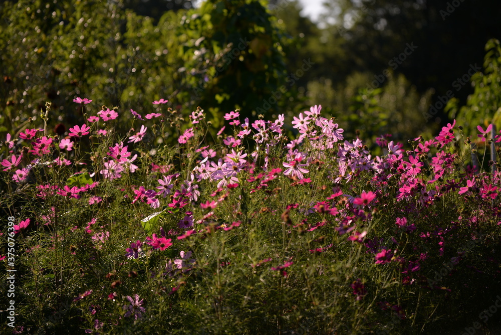 cosmos flowers with pink and white petals. colorfully plants in the garden cosmos flowers with pink and white petals. colorfully plants in the garden