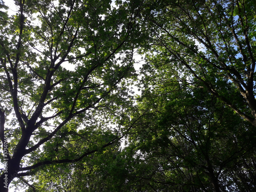 Trees and sky Trees and sky