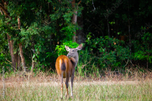 A female deer feeds on the grass near the evening forest line in Khao Yai National Park, Thailand. A dear in the national park.